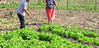 agricultura la verdecita