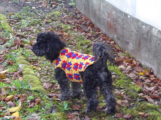 12274726_1091570114216435_7062717118480878609_n