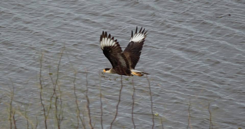 13654279_10210267839198308_2219803416740970824_n