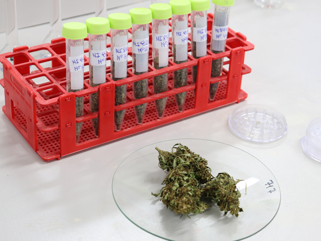 nota_cannabis cannabis