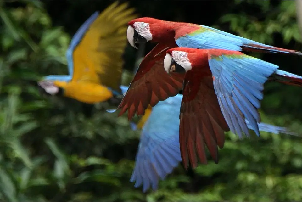 aves tropicales