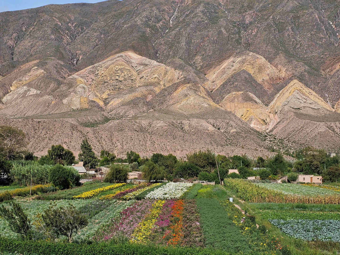 maimara_-_campo_de_flores Maimará pueblos