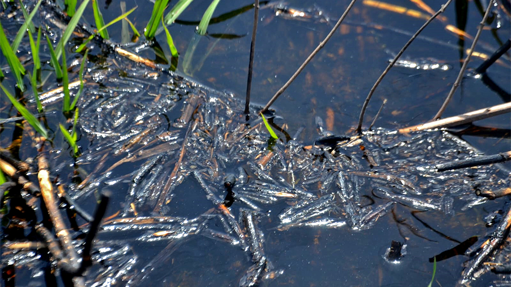 humedales incendios tóxico CONICET UNL humedales incendios