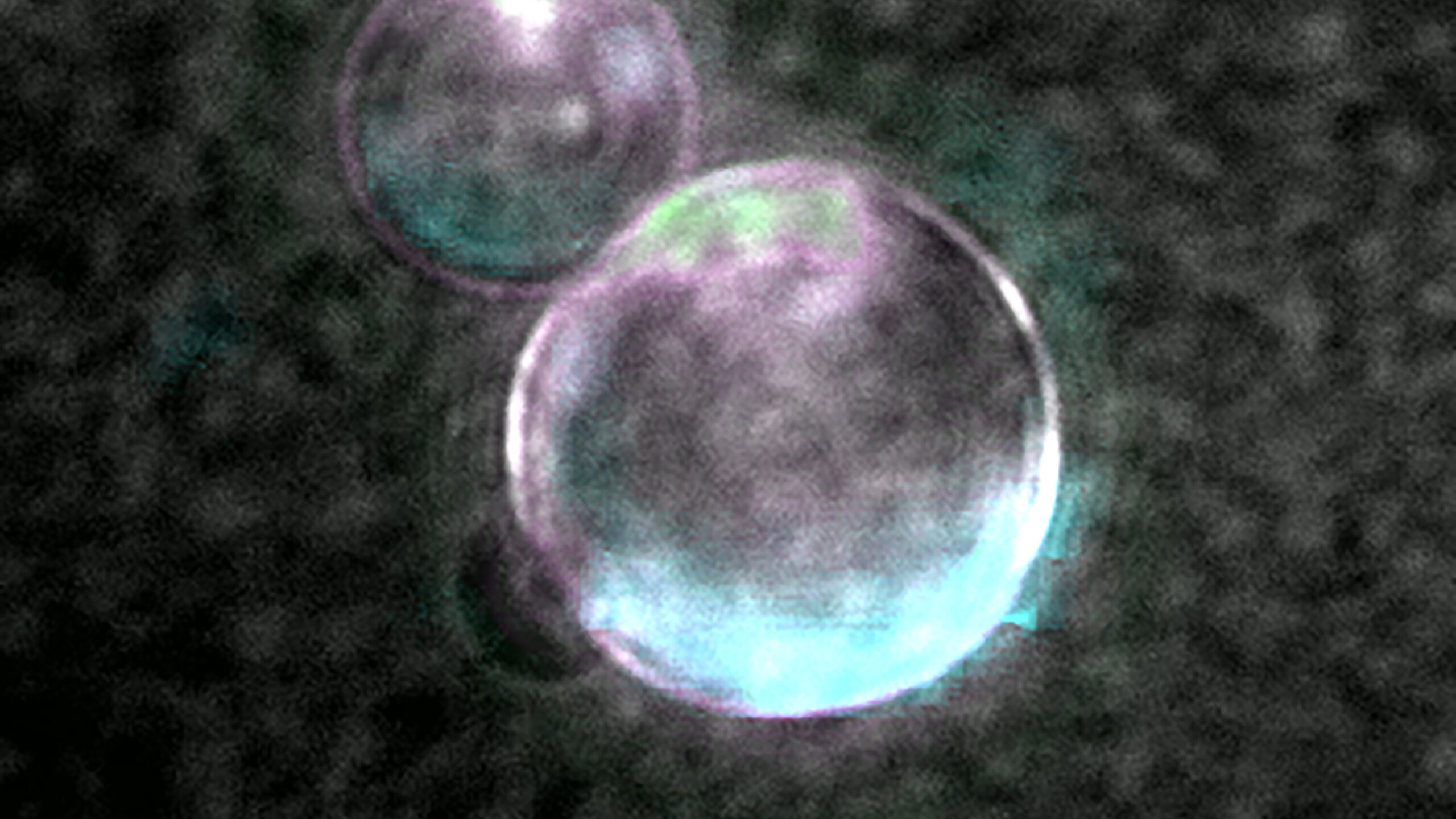 02sci-spudcell-faq-zwqb-videoSixteenByNine3000 célula