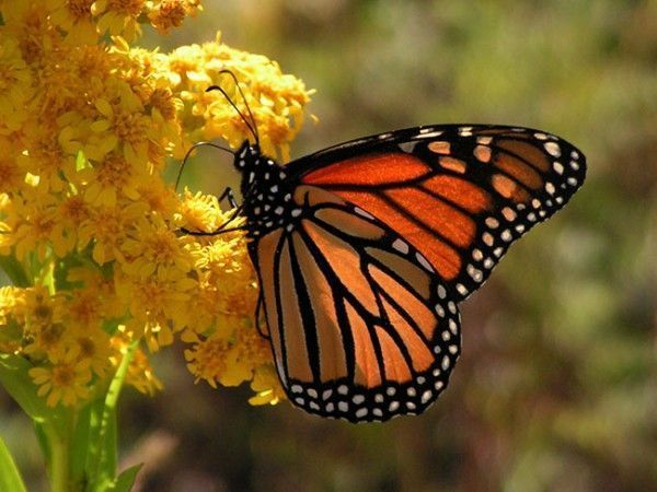 mariposa-monarca-600x450 mariposas