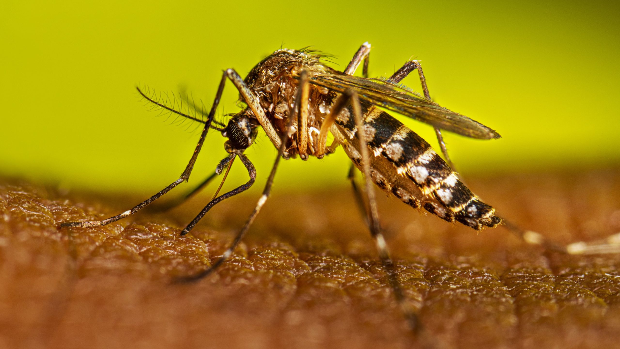aedes-dengue dengue