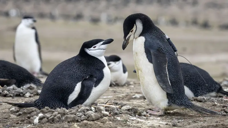 Pingüinos Pingüinos